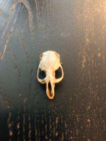 Vole skull